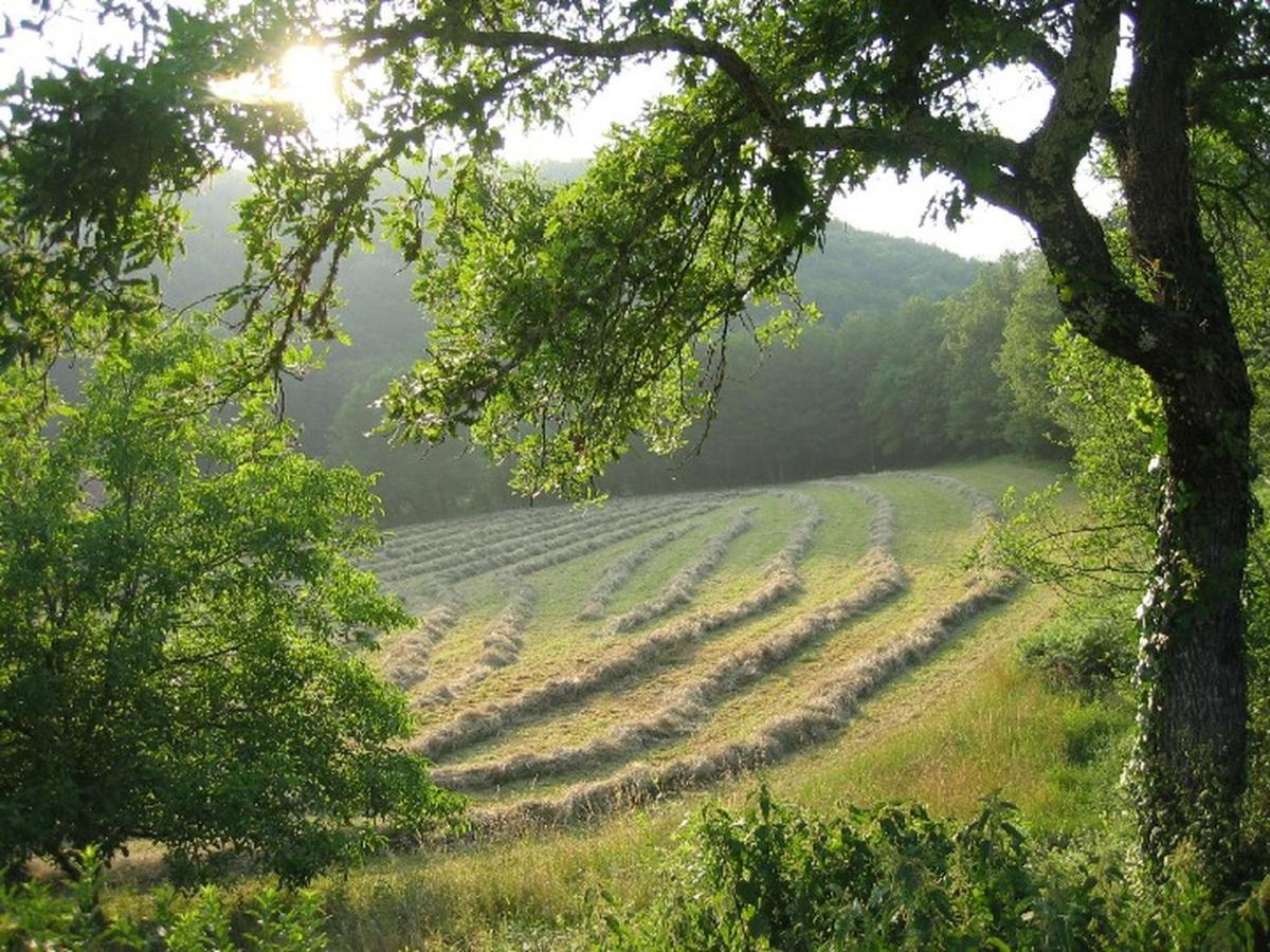 Domaine De Cantegrel - Gites De Charme Et Suite Troglodyte En Perigord Витрак Экстерьер фото